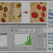 How To Optimize Imaging With Nikon Elements Software Part 2 Using Imaging And Metrology Operations