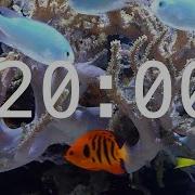 20 Minute Aquarium Countdown Timer Ocean Timer Fish Timer Relaxing Music
