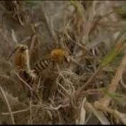 BBC Autumnwatch 2014 Episode 1 Part 5