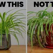 Changing THIS Will Make Your Spider Plant THRIVE