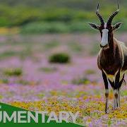 Wild Southern Africa Episode 2 The Kingdom Of Colours Free Documentary Nature
