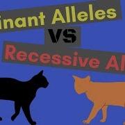 Dominant Alleles Vs Recessive Alleles Understanding Inheritance