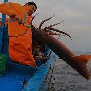 Ловля кальмара Как организован этот процесс на промысловом судне