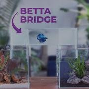 Making A FISH BRIDGE For Our BETTA