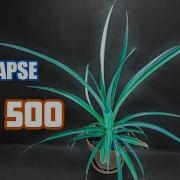 Pineapple Growing Time Lapse Part 2 Day 183 To 500