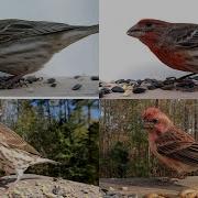 How To Identify House Finches Vs Purple Finches