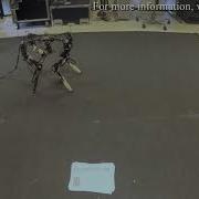 Evolution Of Morphology And Control On A Real World Robot
