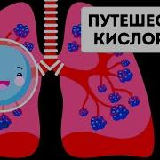 Путешествие кислорода по организму