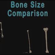 Universe Size Comparison Bone Size Comparison