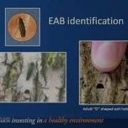 Emerald Ash Borer Identification
