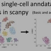 Руководство по фильтрации и выделению подмножеств одноэлементных объектов Anndata и Pandas базо
