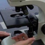 BIOLOGY 10 Basic Microscope Setup And Use
