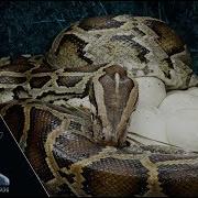 Incubating Burmese Python In Rain 01