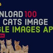 Download 100 Cat Images Using Google API With Python