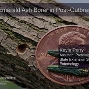 STATUS OF EMERALD ASH BORER IN POST OUTBREAK FORESTS