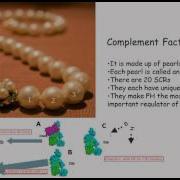Complement Factor H SCRs