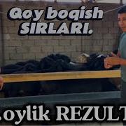 UY SHAROYITIDA QOY BOQISH SIRLARI 3 Oylik DAROMAT DAXSHAT