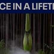 Watch Blooming 10 Year Corpse Flower