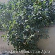 Hastane Önünde İncir Ağacı Osman Azizov