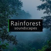 Rainforest Sounds Costa Rica Jungle Atmosphere