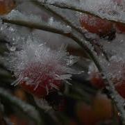 Timelapse Of Frost Forming On Rose Hips Somerset England