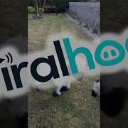 Baby Valais Blacknose Sheep Bouncing Into Springtime ViralHog