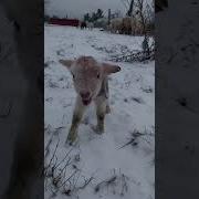 Cute Little Lamb Illustration Animation Wallpaper Coffee Children Animals Sheep Funny