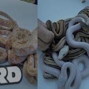 INSANE RARE RETICULATED PYTHON CLUTCH EYE CANDY