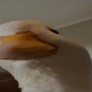 Top 5 Duck