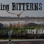 Громыхающие выпи в Королевском обществе защиты птиц RSPB