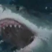 Microsoft Dangerous Creatures CD ROM 1994 Great White Sharks
