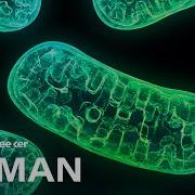 Mitochondria Aren T Just The Powerhouse Of The Cell