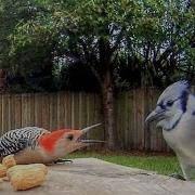 Blue Jays Versus Woodpecker