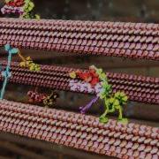 Animations Of Unseeable Biology Drew Berry TED
