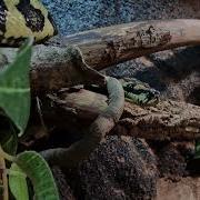Carpet Python Morelia SSP Variegata Adult Taming Progress