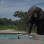 Elephant Crashes The Pool Party