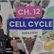 AP Biology Chapter 12 Cell Cycle REGULATION The Stuff That Really Matters