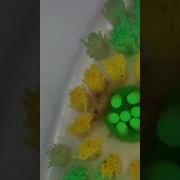 Toothbrush Under A Microscope Clean Or Disgusting Shorts BacteriaAroundUs