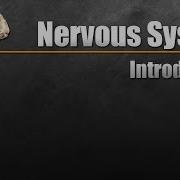 The Nervous System In 9 Minutes