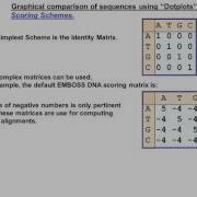DotPlots