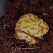 Tons Of Pacman Morphs