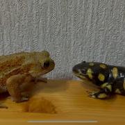 A Toad And A Salamander Came Across