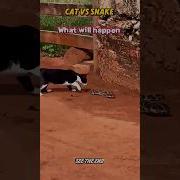 Cat Vs Snake Trending Animals Wildlife Youtubeshorts Cat Snake Youtubeshorts Shorts Short