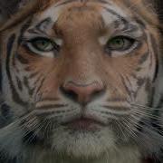 Tiger Morph