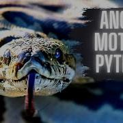 ANGRY Mother PYTHON With EGGS