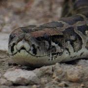 Python Crossing Dirt Road 04 Time Lapse Dangerous Animals In Florida