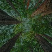 Slenderbodies Tangled Up Official Audio