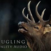 Elk Bugle High Quality Audio Best Elk Calls