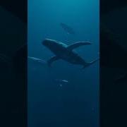 Singing Whales