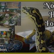 Enclosure Sizes From Babies To Adult Snakes Carpet Pythons